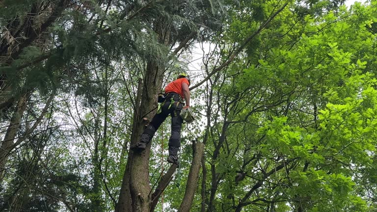 How Our Tree Care Process Works  in Oceano, CA